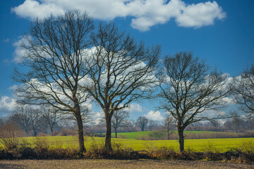 Obraz premium tree in the field