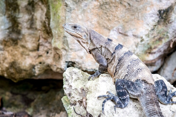Close up portrait of a wild Lizard.