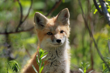 Naklejka premium red fox in forest during summer