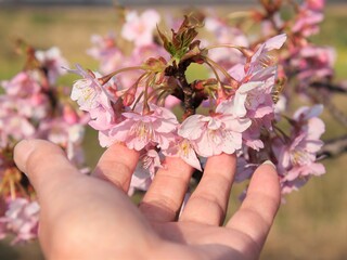 桜の花に触れる人の手