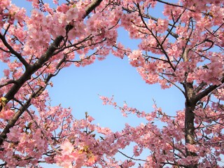 青空と鮮やかな桜の花