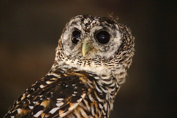 上を見上げるアカアシモリフクロウ