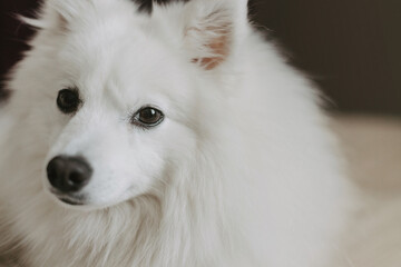 Fototapeta premium White dog Japanese Spitz on the sofa close-up