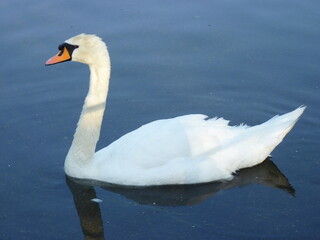 Nice birds, swans, ducks in water and ponds