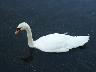 Nice birds, swans, ducks in water and ponds