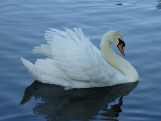 Nice birds, swans, ducks in water and ponds
