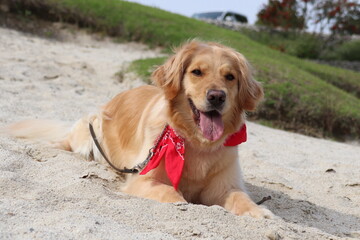 砂場で伏せるゴールデンレトリバー