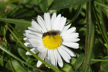 Small bee of the genus Lasioglossum, subgenus Dialictus, family Halictidae on a flower of common daisy Bellis perennis, family Asteraceae. Spring,