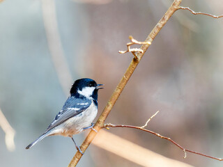 Coal tit on branch