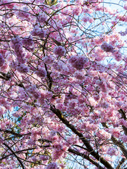 Prunus dulcis ou amygdalus |  Amandier en fleurs ou l'arbre de la virginité à magnifique...