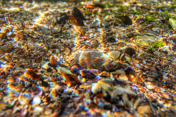 crab on the beach