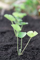 Close-up of a young plant in the ground. A number of seedlings. Small home flower bed.