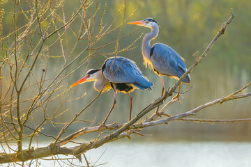 Two sunlit herons standing on the tree branches over lake