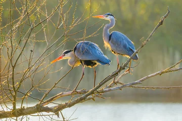 Foto op Plexiglas Two sunlit herons standing on the tree branches over lake © Gabdulvachit