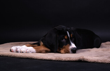 a black dog is lying on a brown blanket. a puppy of a large Swiss mountain dog