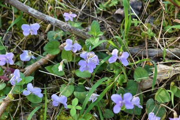 Indian Medicinal Plant Viola Odorata or Banafsha growing in forest