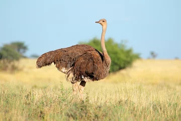 Wandaufkleber Female ostrich (Struthio camelus) in grassland, Mokala National Park, South Africa. © EcoView