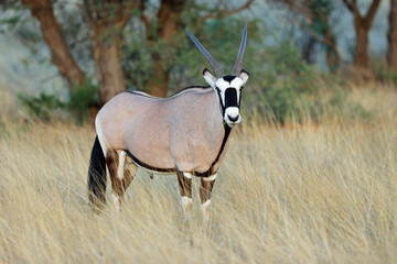 A gemsbok antelope (Oryx gazella) in natural habitat, Kalahari desert, South Africa.