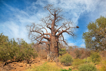 Fototapeta na wymiar Large baobab tree during the dry season, Kruger National Park, South Africa.