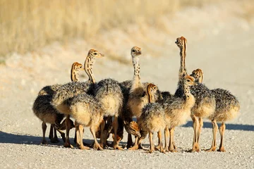 Tuinposter Brood of small ostrich (Struthio camelus) chicks in natural habitat, Kalahari desert, South Africa. © EcoView