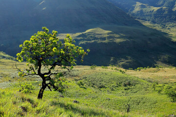 Fototapeta na wymiar Scenic drakensberg landscape with a tree in grassland in late afternoon light, South Africa.