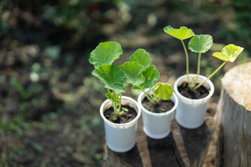 Close-up of the leaves of a seedling. Selective focus. Three plastic cups with rose seedlings on a...
