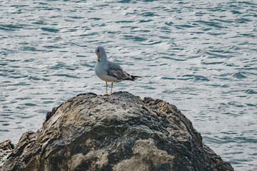 Seagull rests on a rock in the sea