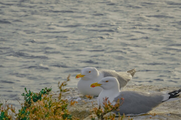 Seagull rests on a rock in the sea