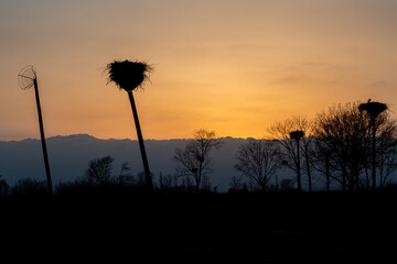 Landscape at sunset with a colony of white storks in their nests.