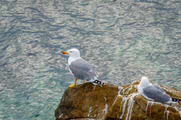 Seagull rests on a rock in the sea