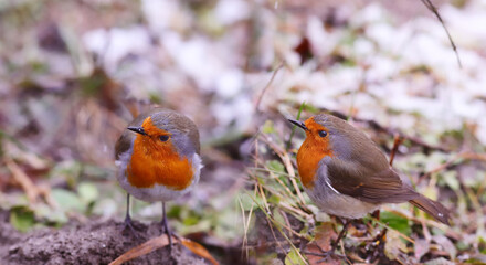 A pair of robin in bad weather in a natural habitat