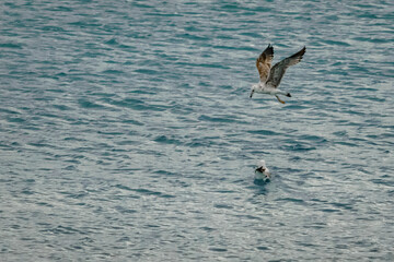 Seagull fishing on the shore of the beach