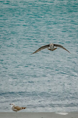 Seagull fishing on the shore of the beach