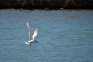 A sandwich tern flying over the sea