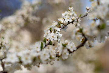 tree blossom