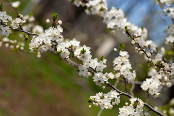 blooming tree
