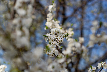 Fruit trees blooming in spring, fluffy delicate petals on the branches, white thin small leaves, with a blurred background, a beautiful floral background
