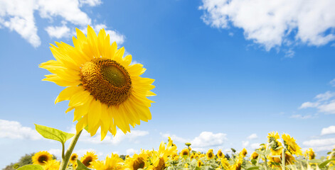 Sunflower field in summer, bright sunflower over blue sky, panoramic banner background