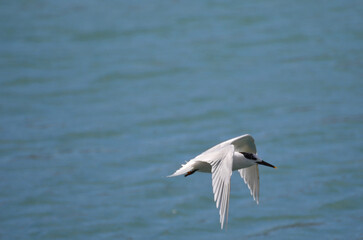 A sandwich tern flying over the sea
