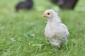 Young new born white chick of Poland chicken
