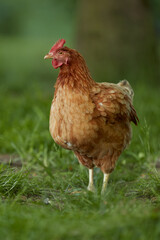Brown red Sussex chicken free range in garden