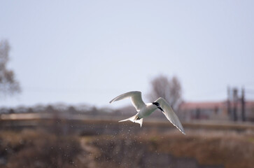 Fototapeta premium A sandwich tern flying over the sea