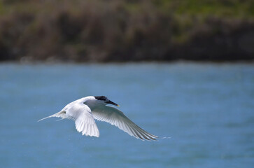 A sandwich tern flying over the sea