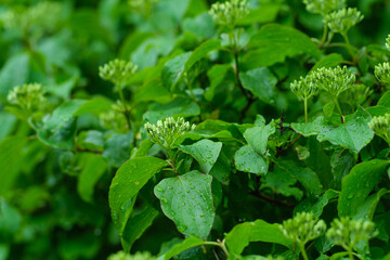 Grüne Knospen der giftigen Gartenpflanze Hartriegel (Lat.: Cornus) bei einem Regen im Frühling...