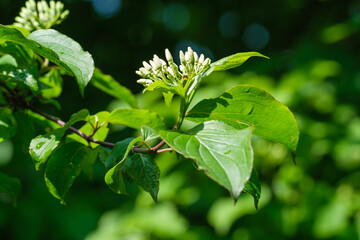 Knospen und Blüten der Gartenpflanze Hartriegel (Lat.: Cornus) an einem grünen Busch/Strauch mit...
