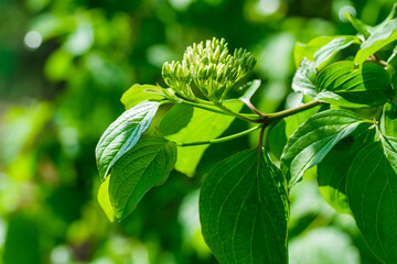 Grüne Knospen der Gartenpflanze Hartriegel (Lat.: Cornus) im Frühling an einem Strauch
