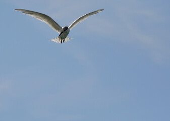 Obraz premium A sandwich tern flying over the sea