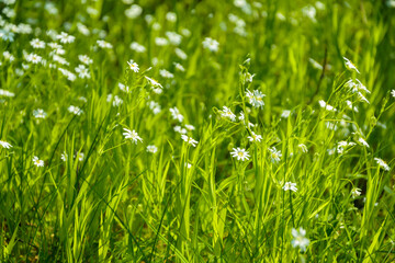 Small flowers and grass