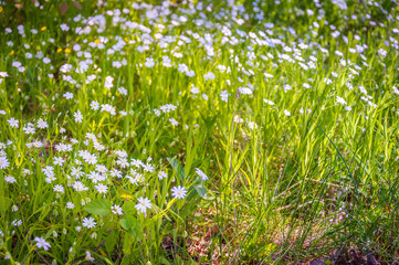 Small flowers and grass