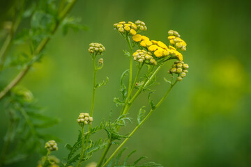 Yellow flowers on green background